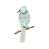 Coraciiformes Animals