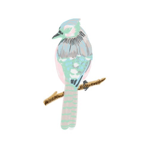 Coraciiformes Animals