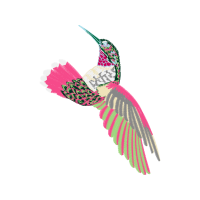 Coraciiformes Animals