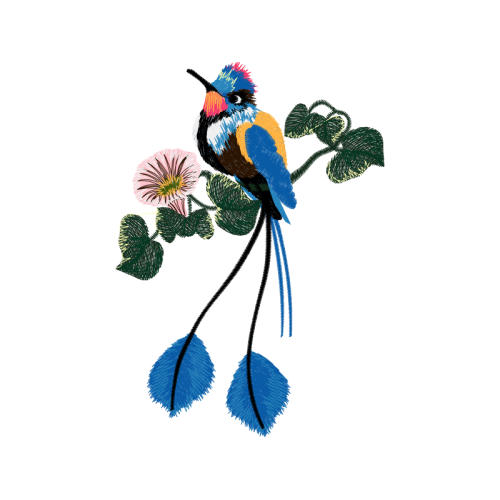 Coraciiformes Animals