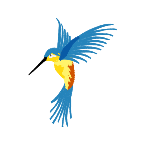 Coraciiformes Animals