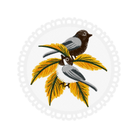 Coraciiformes Animals