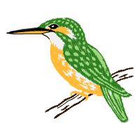 Coraciiformes Animals