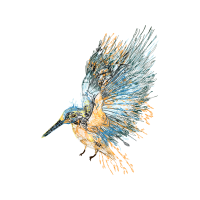 Coraciiformes Animals