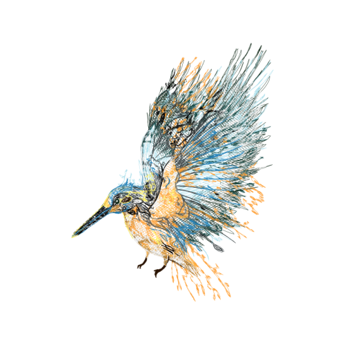 Coraciiformes Animals