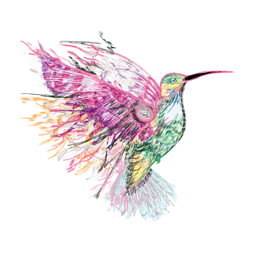 Coraciiformes Animals