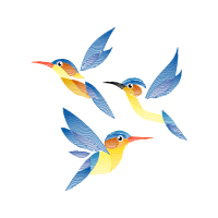 Coraciiformes Animals