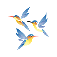 Coraciiformes Animals