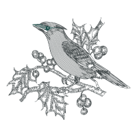 Cuculiformes Animals