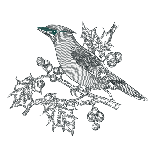 Cuculiformes Animals Cuculiformes Animals