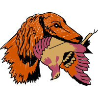 Dachshund Animals Dachshund Animals