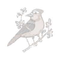 Dark Eyed Junco Animals Dark Eyed Junco Animals