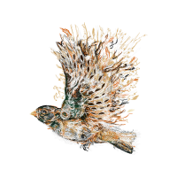 Desert Horned Lizard Animals