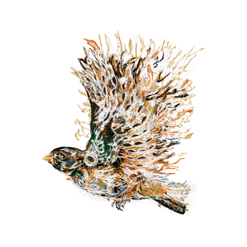 Desert Horned Lizard Animals Desert Horned Lizard Animals