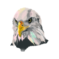 Domestic Turkey Animals