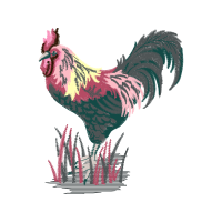 Domestic Turkey Animals