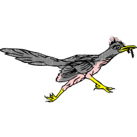 Double Crested Cormorant Animals