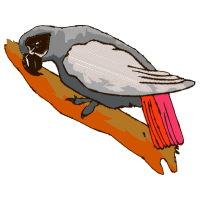 Downy Woodpecker Animals