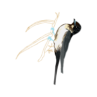 Downy Woodpecker Animals