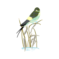 Downy Woodpecker Animals