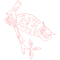 Drawing Animals Drawing Animals