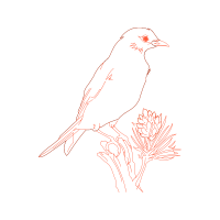 Drawing Animals Drawing Animals