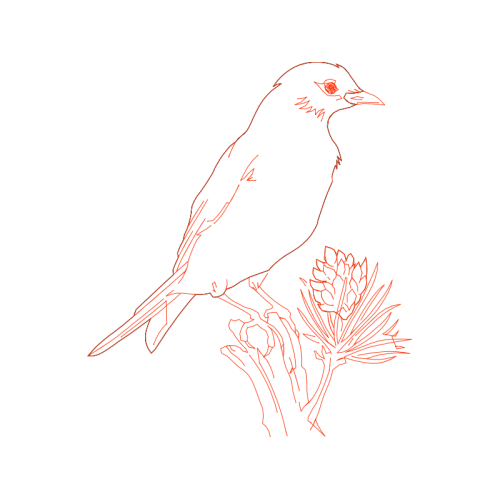 Drawing Animals Drawing Animals