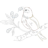 Drawing Animals Drawing Animals