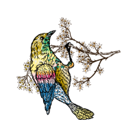 Drawing Animals Drawing Animals