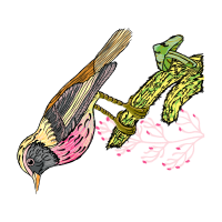 Drawing Animals Drawing Animals