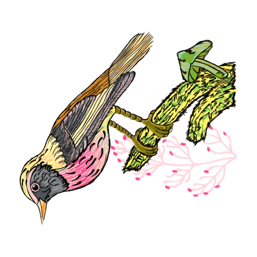 Drawing Animals Drawing Animals