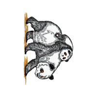 Drawing Animals Drawing Animals