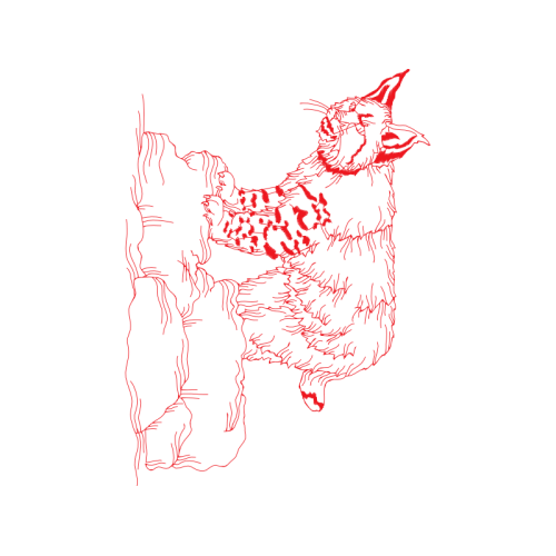 Drawing Animals Drawing Animals