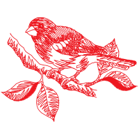 Drawing Animals Drawing Animals