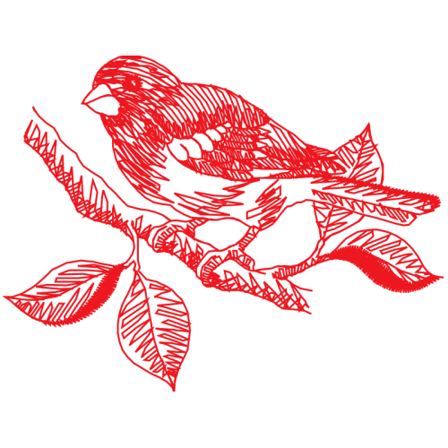 Drawing Animals Drawing Animals