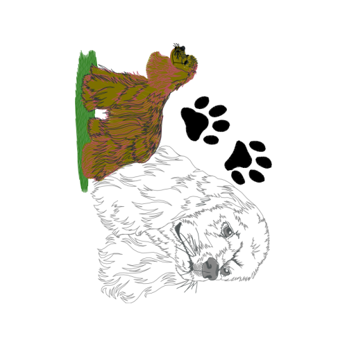 Drawing Animals Drawing Animals