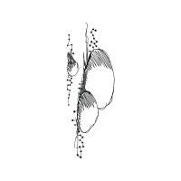 Drawing Animals Drawing Animals