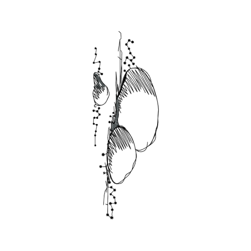 Drawing Animals Drawing Animals