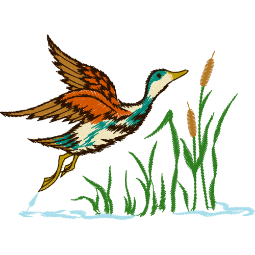 Duck Animals Duck Animals