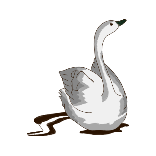 Duck Animals Duck Animals