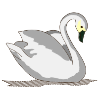 Duck Animals Duck Animals