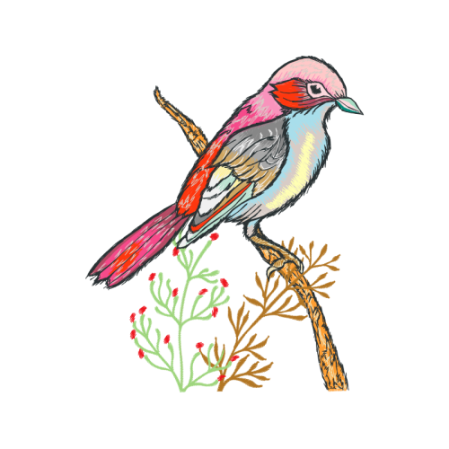 Eastern Bluebird Animals Eastern Bluebird Animals