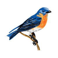 Eastern Bluebird Animals Eastern Bluebird Animals