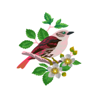 Eastern Kingbird Animals Eastern Kingbird Animals