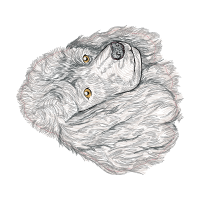 Eastern Meadow Vole Animals Eastern Meadow Vole Animals