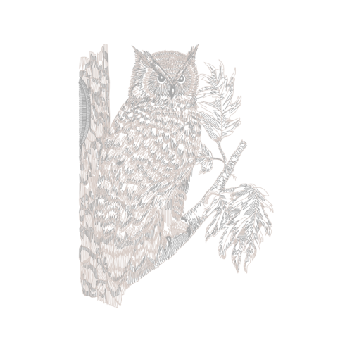 Eastern Screech Owl Animals Eastern Screech Owl Animals