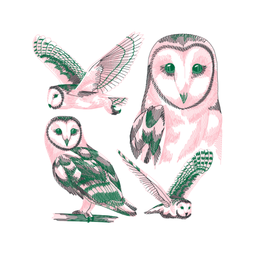 Eastern Screech Owl Animals Eastern Screech Owl Animals