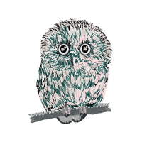 Eastern Screech Owl Animals Eastern Screech Owl Animals