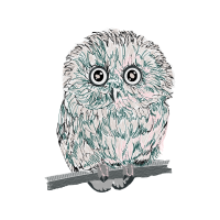 Eastern Screech Owl Animals Eastern Screech Owl Animals