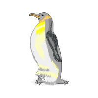 Emperor Penguin Animals